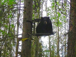 bear in stand