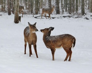 Snow Deer