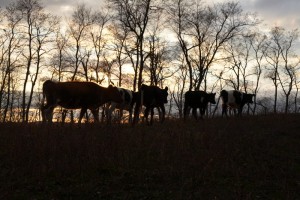 cows walking