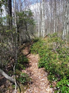Loyalsock trail
