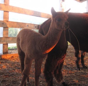 baby alpaca