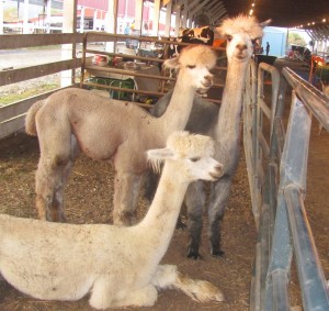 white alpacas