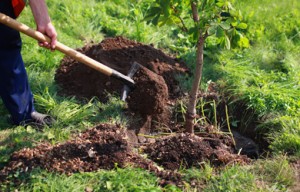 tree-shovel