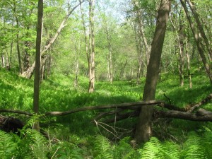 vosburg-forest